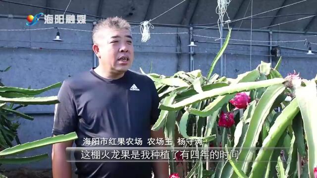 山东海阳:家门口的火龙果尝鲜上市