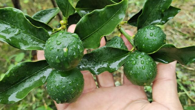 倒霉透了,果园刚放好肥料就下大雨涨洪水