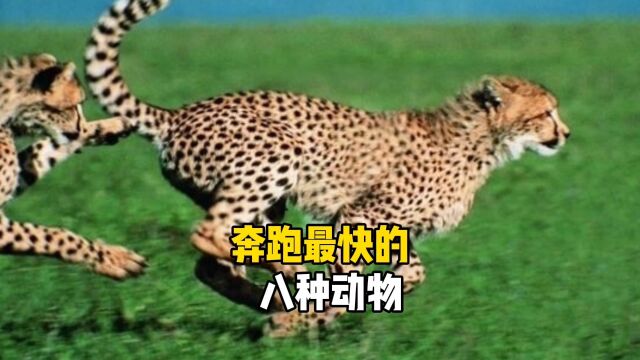 奔跑最快的八种动物