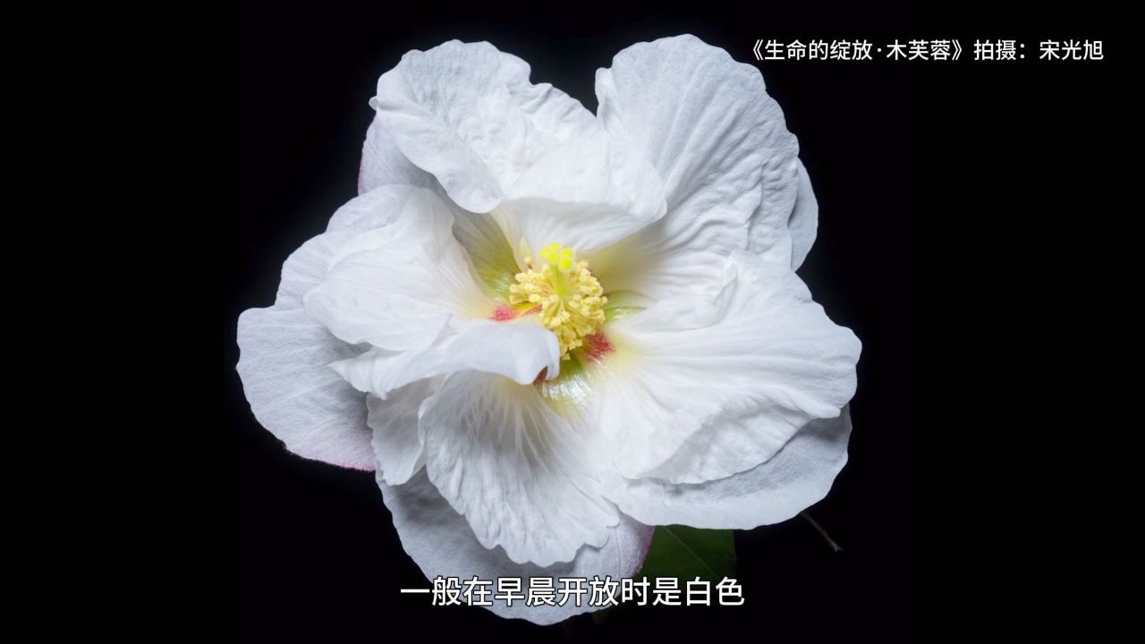 美丽重庆“花名册”丨木芙蓉:一日变三色 好看又“好吃”