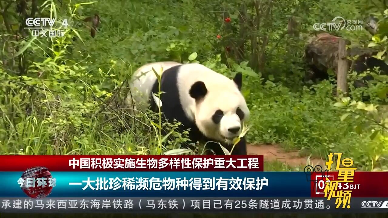 中国积极实施生物多样性保护重大工程,珍稀濒危物种得到有效保护