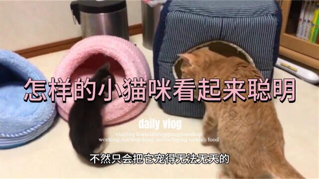 如果猫有这6个特征,说明它的智商很高