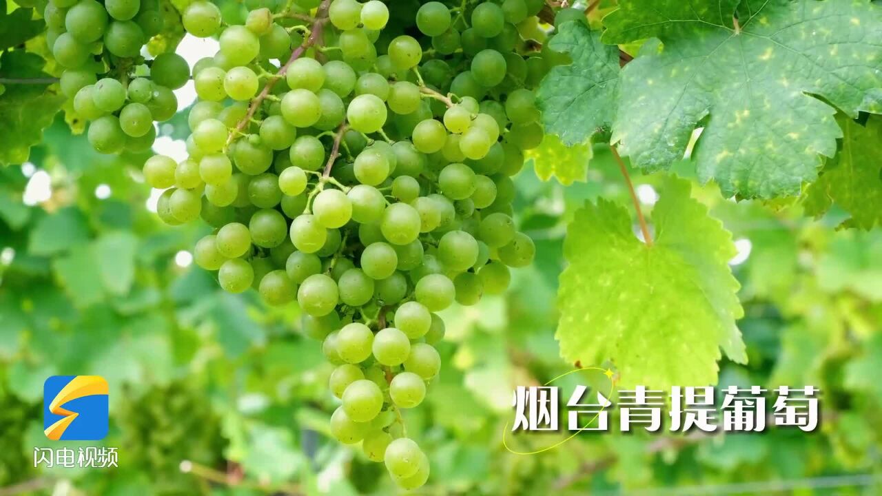 点击开启→“鲜美烟台”!