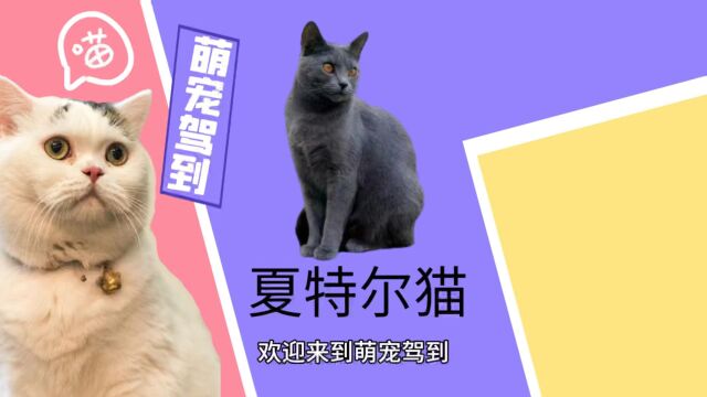 【萌宠驾到】夏特尔猫有什么特征?夏特尔猫性格怎么样?