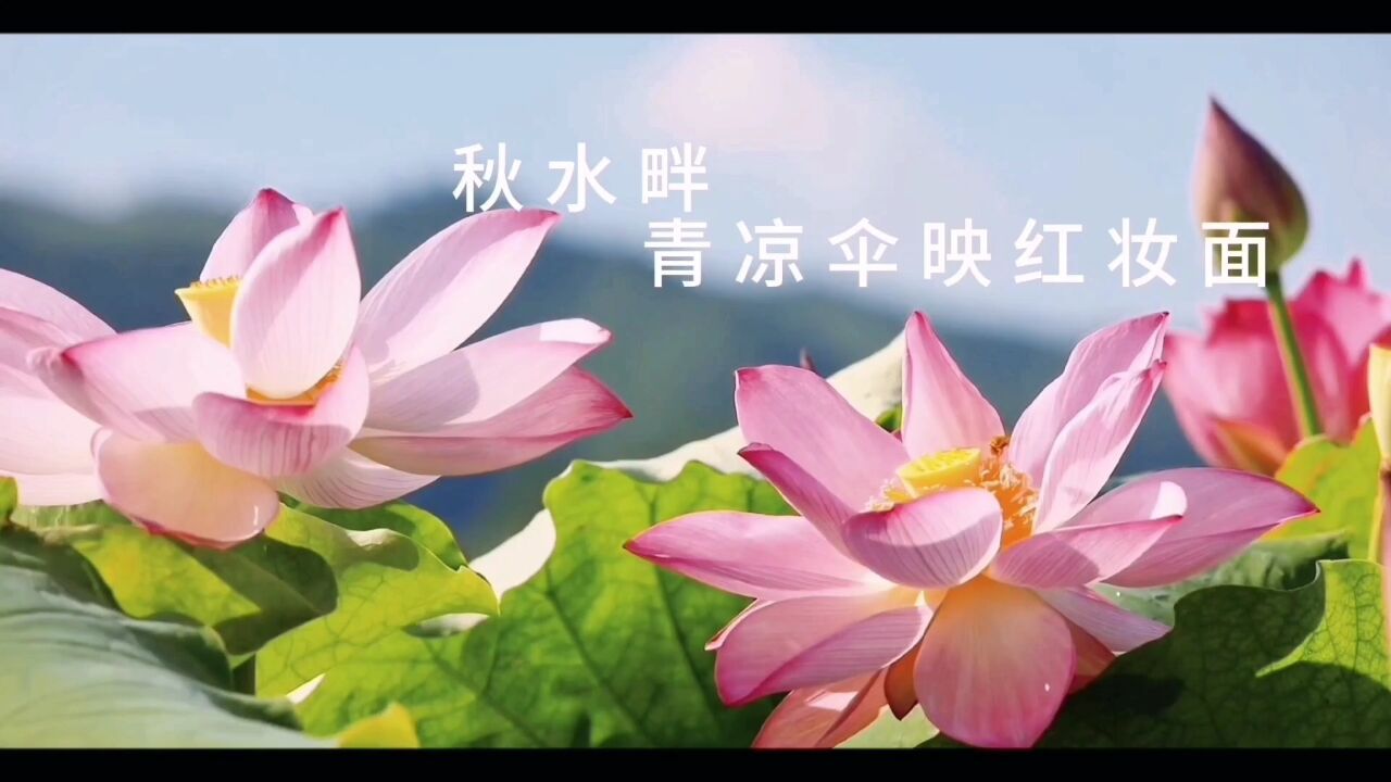 映日荷花别样红,是时候来看贵州的荷花了!