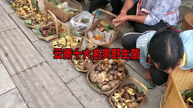 ‼️云南十大野生菌,你都吃过吗?‼️