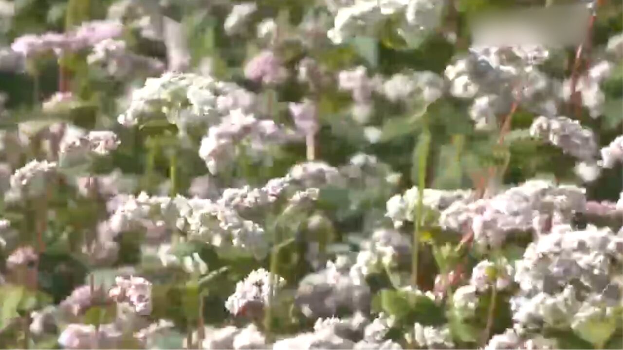 鄂尔多斯 :万亩荞麦花开,秋意浓赏美景