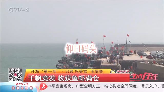 青岛开海啦!“第一网”已上岸,收获鱼虾满仓