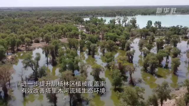 沿着河湖看新疆丨塔里木河生态输水守护两岸“绿色走廊”