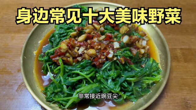 身边常见的十大美味野菜,视频值得收藏点赞转发备用