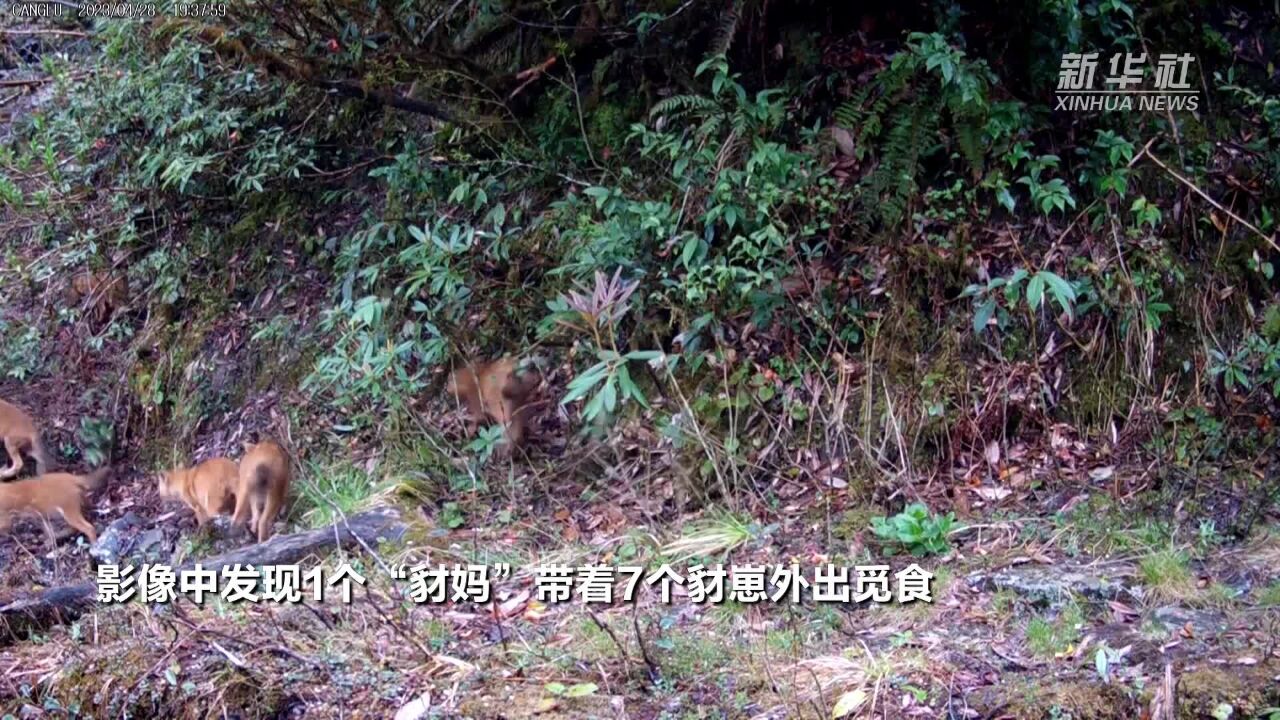 豺出没!云南拍到1个“豺妈”7个崽集体觅食