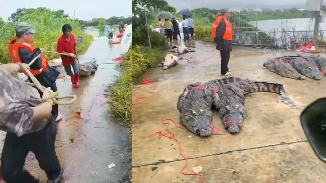 网传广东茂名一养殖场70余条鳄鱼出逃 当地组织搜捕现场曝光