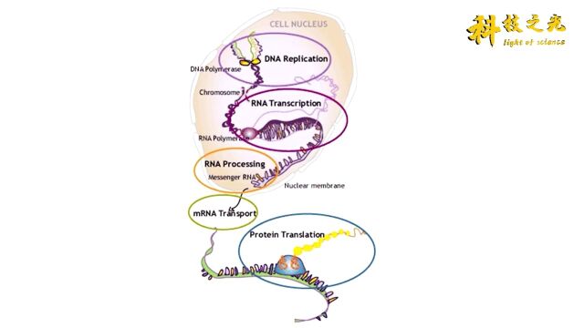 生命探秘:章鱼能编辑自己的RNA