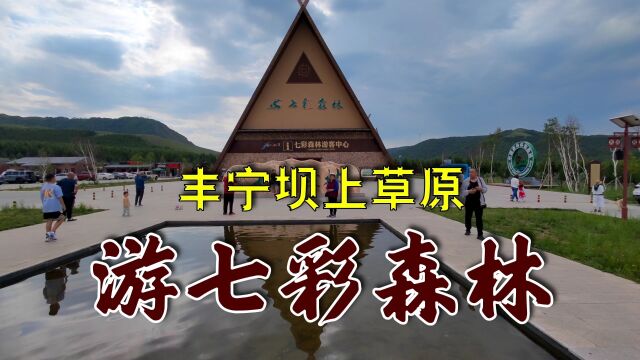 畅游七彩森林,自然景观优美,空气清新舒适,河北丰宁坝上草原好去处