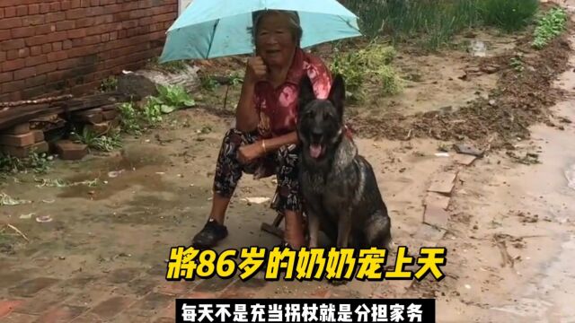 东德牧羊犬灰宝,将86岁的奶奶宠上天,不是充当拐杖就是分担家务