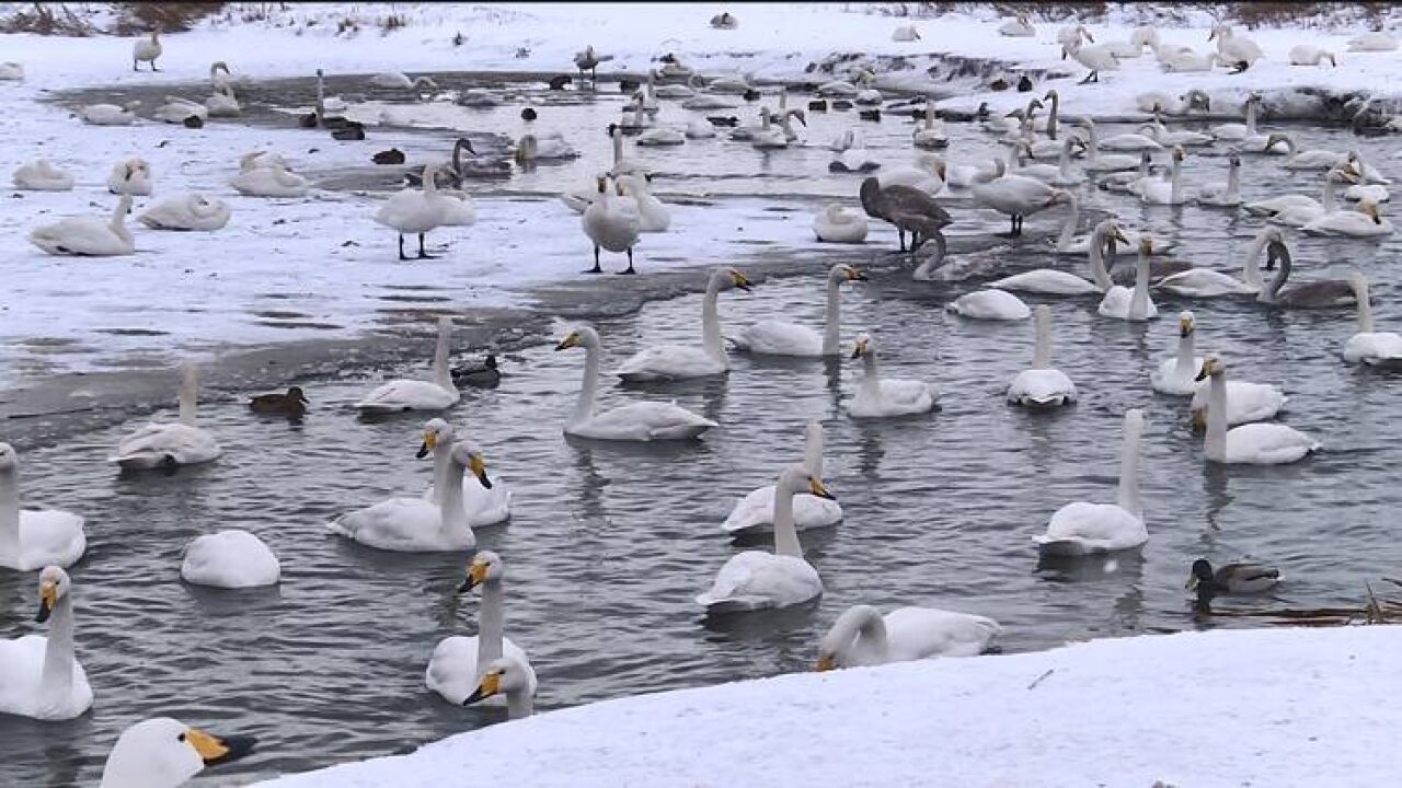 荣成市:大雪过后 冬赏天鹅正当时