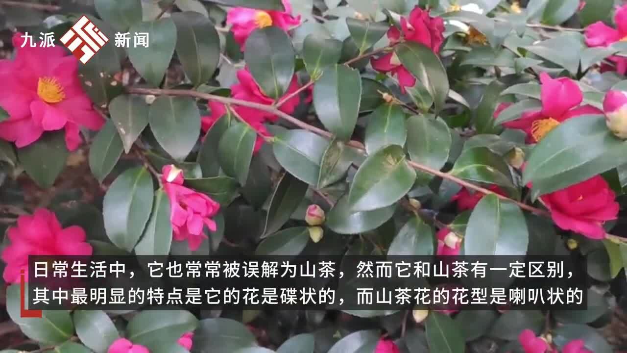 @武汉市民 来赏花啦,汉口江滩大片茶梅开放