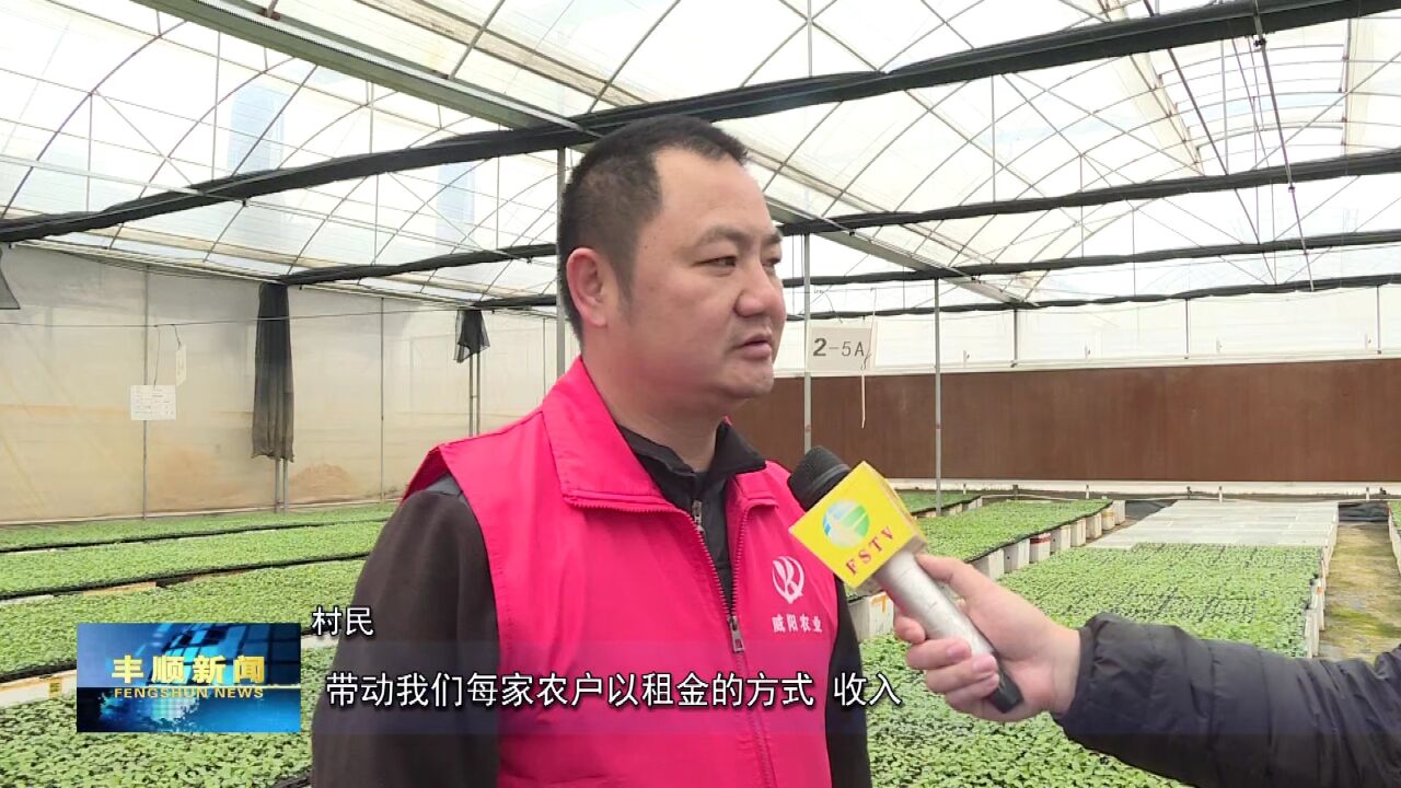 3汤南隆烟村工厂化育苗助农增收订单式合作实现共赢