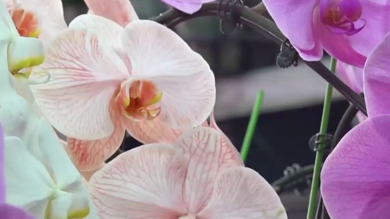 临近春节,年货市场“热”起来,广东广州,年宵花纷纷上市,市民采购忙