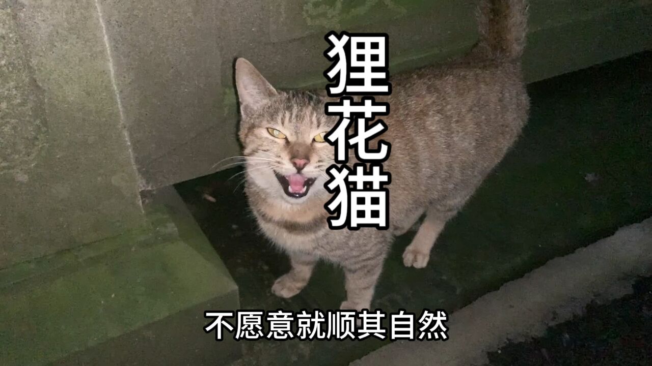 好可爱的狸花猫,你们喜欢吗?