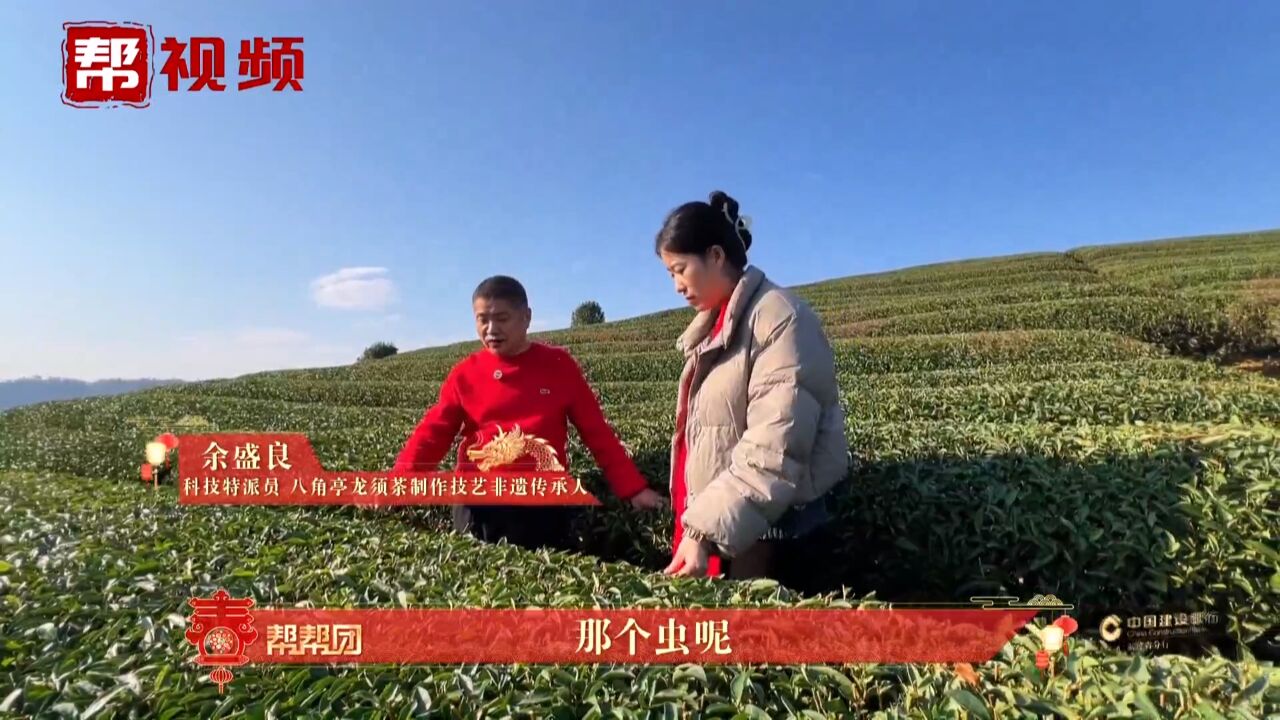 以茶为媒 推动万里茶道融入一带一路!科特派让老百姓口袋鼓起来