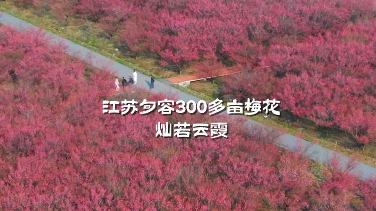 春意盎然!江苏句容300多亩梅花灿若云霞