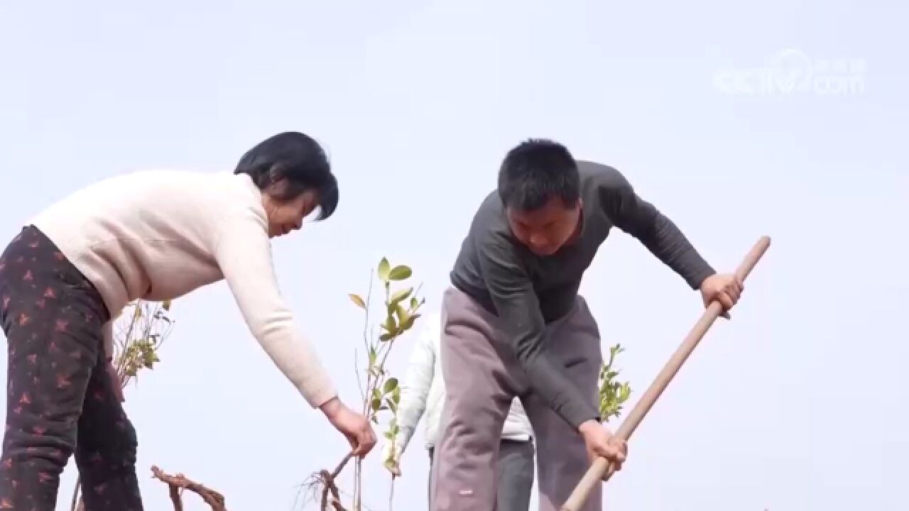 湖北安陆:油茶种植正当时,乡村振兴添新绿