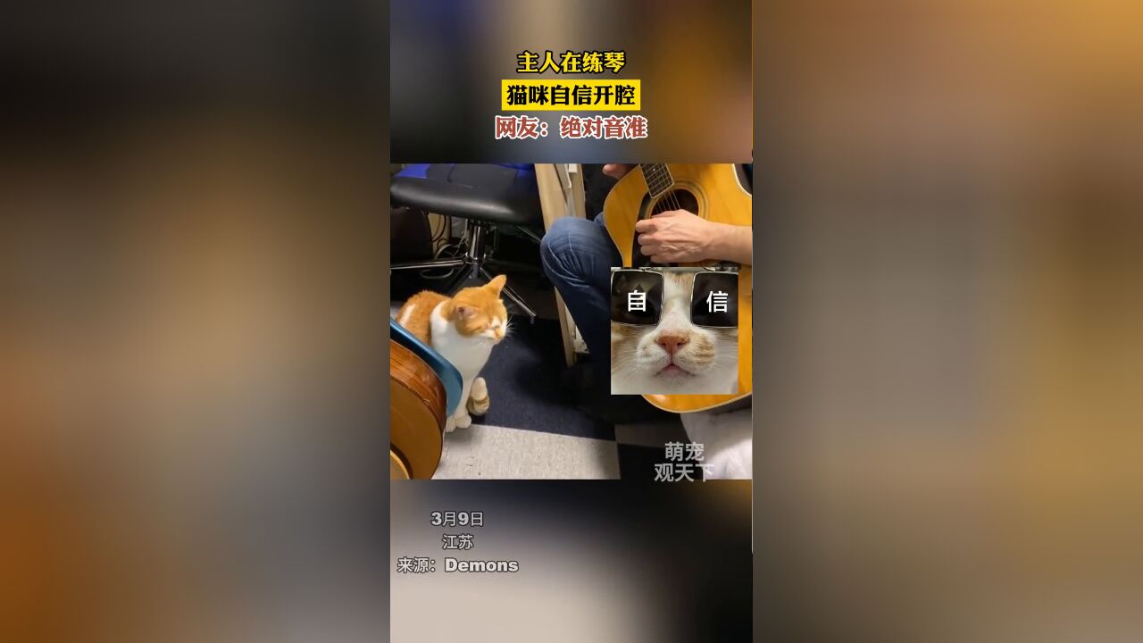 主人在练琴,猫咪自信开腔,网友:绝对音准