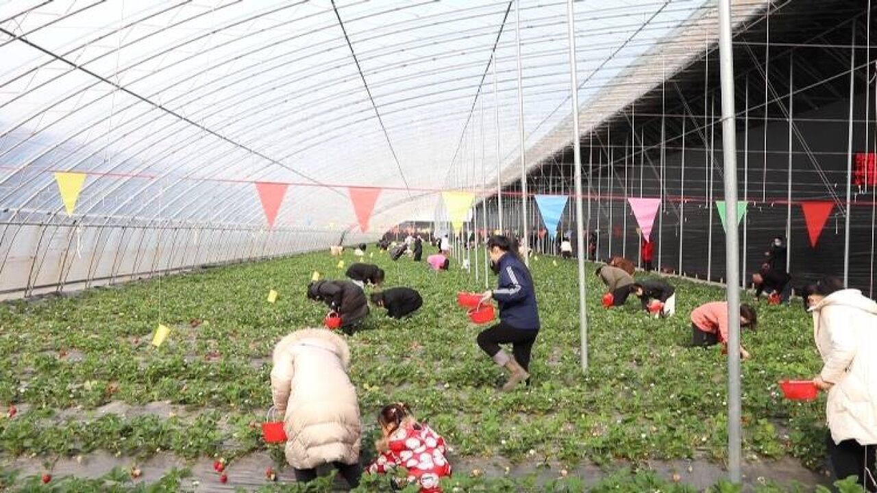 东营市东营区:草莓采摘正当时 共享春日好时光