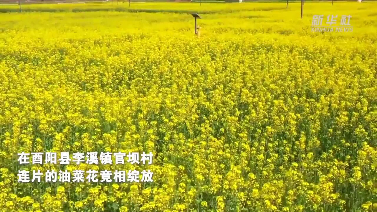 重庆酉阳:来武陵山间 看“花花世界”