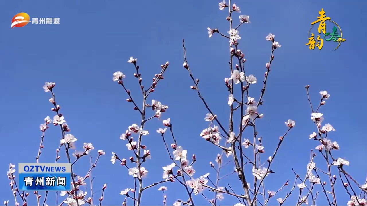 潍坊青州:桃花灼灼争春来