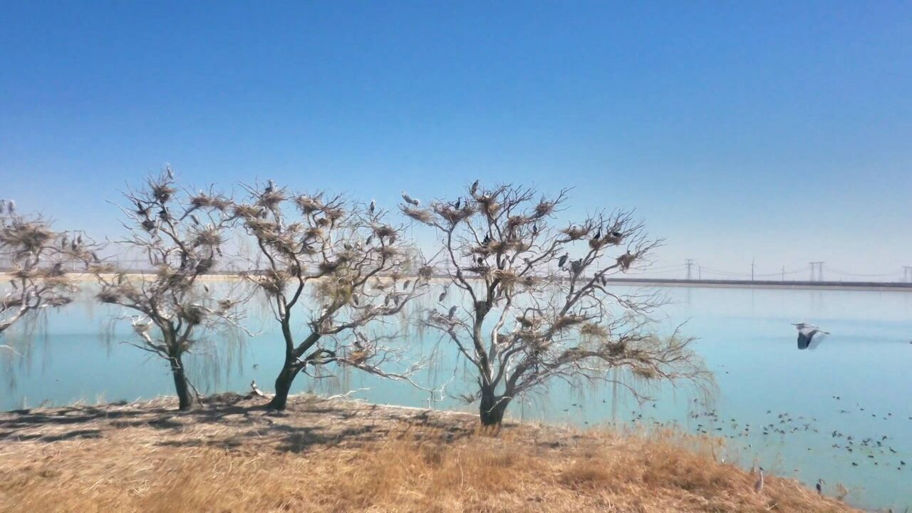 庆云:“美丽河湖”生态画卷 大批候鸟“打卡”