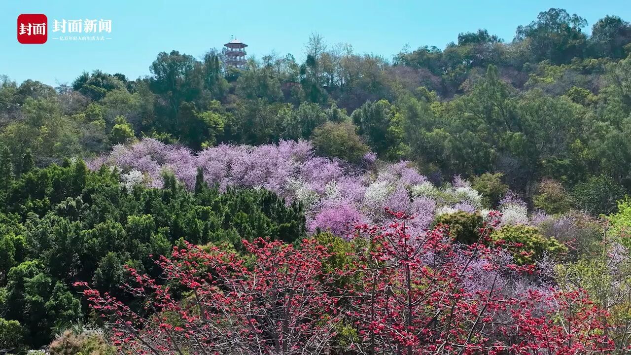 春天里的攀枝花②丨宫粉紫荆盛开 将春天染成了粉紫色