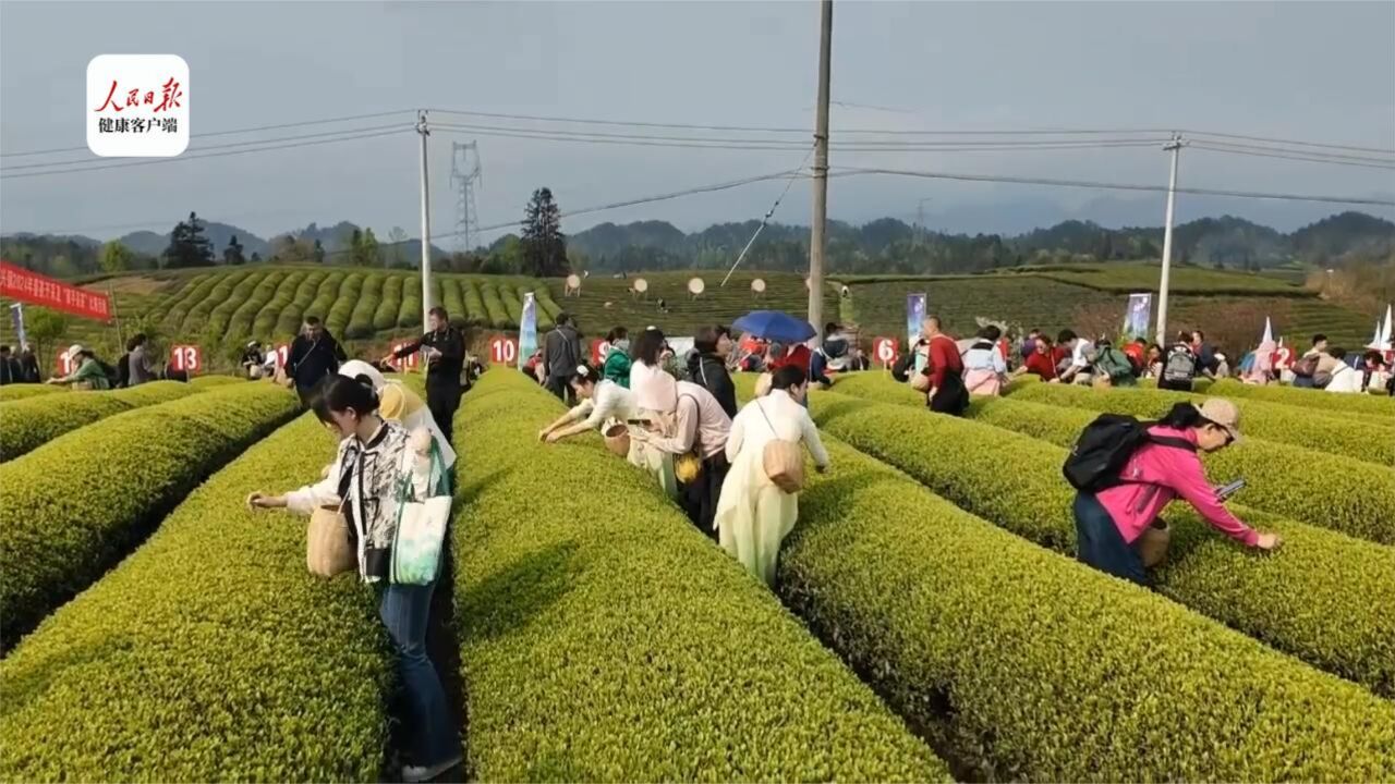 上春山、采春茶”,湄潭复兴镇春茶开采