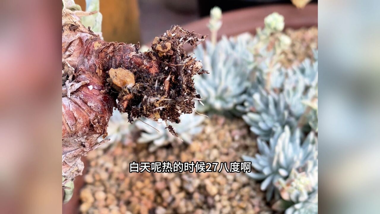 白菊多肉上盆半个月顺利发根,不缺水长的很快!