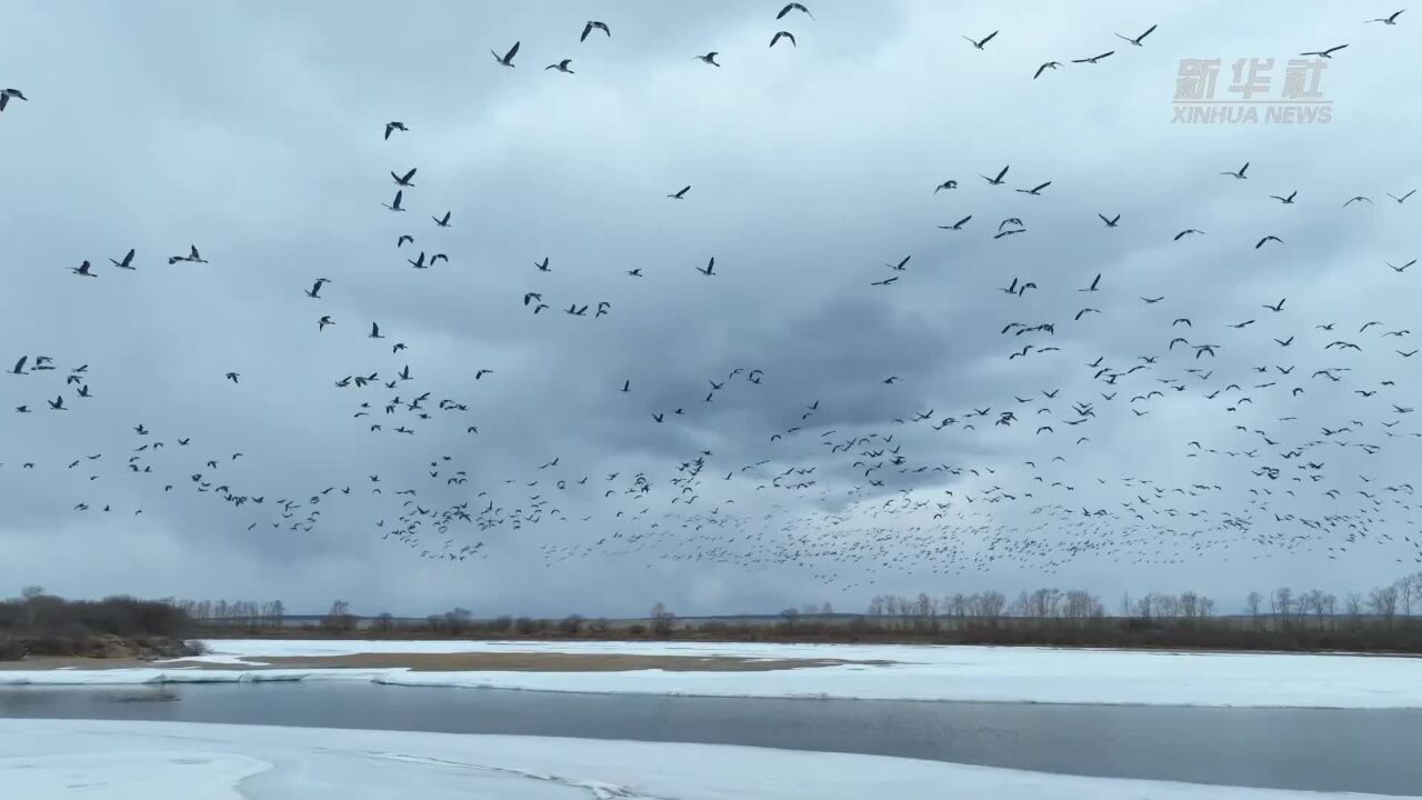 黑龙江黑河:万鸟齐飞迎春归