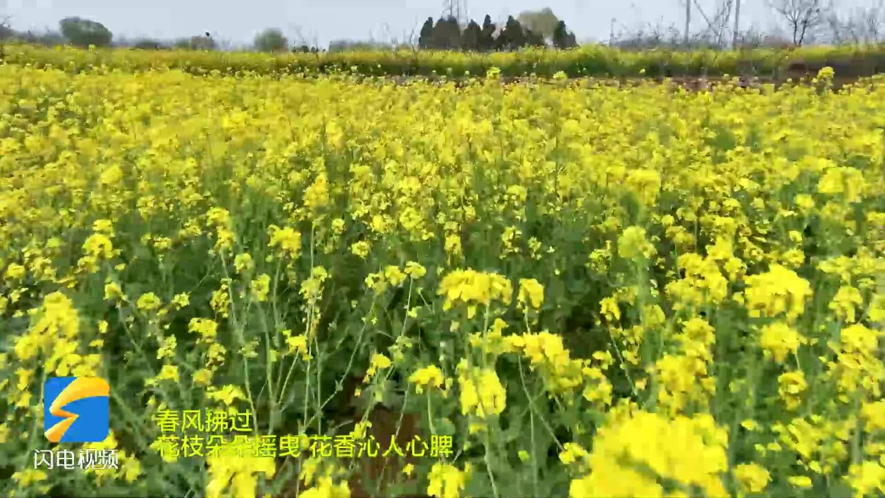 枣庄市市中区:油菜花开美如画 踏青赏花正当时