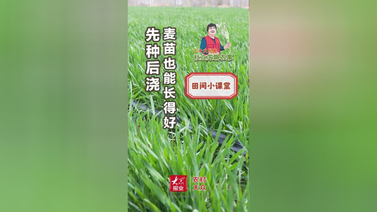 杜立芝田间小课堂|先种后浇,麦苗也能长得好