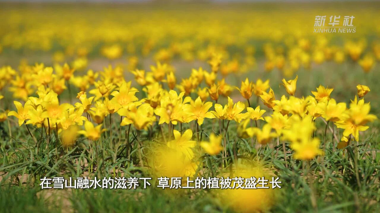 新疆裕民:又到山花烂漫时