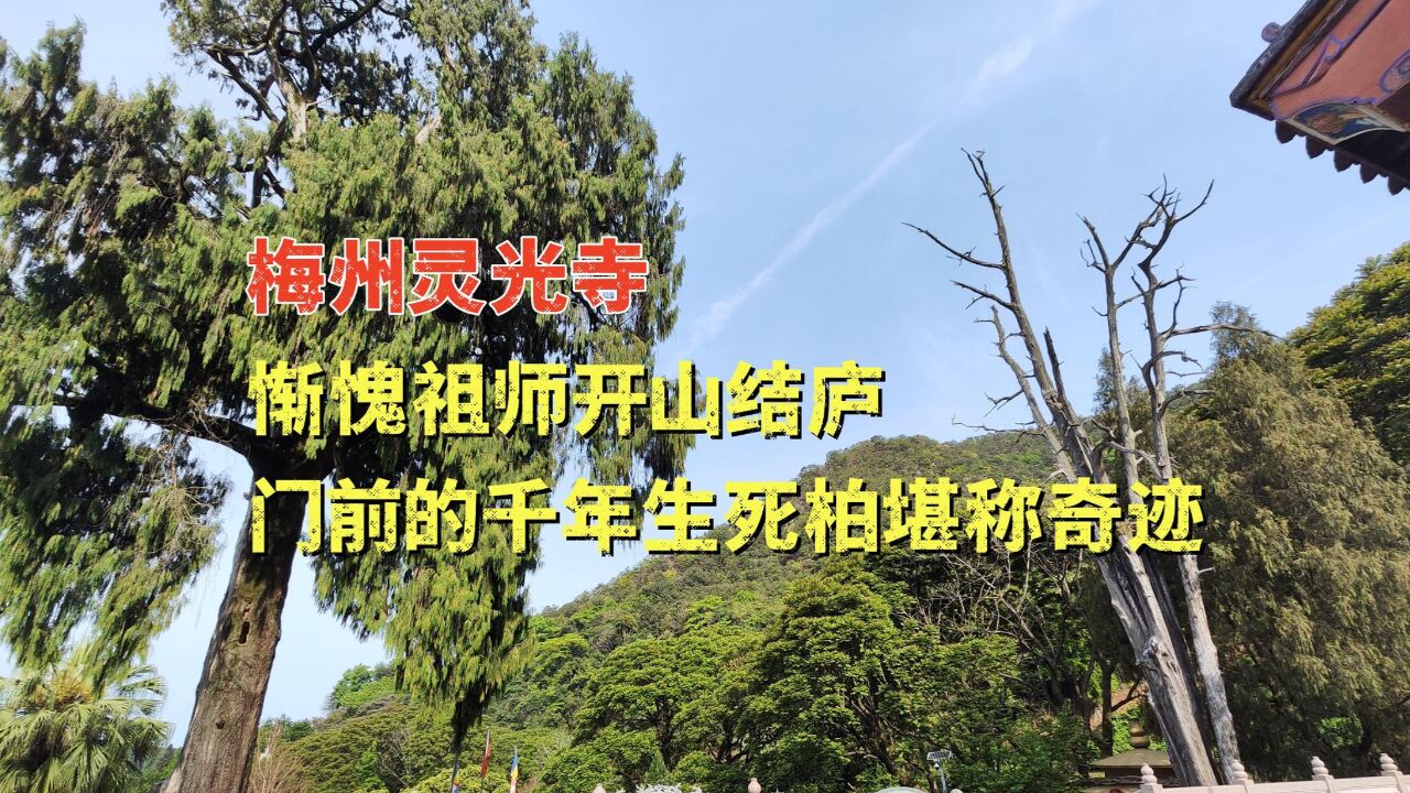 梅州灵光寺,惭愧祖师开山结庐,门前的千年生死柏堪称奇迹