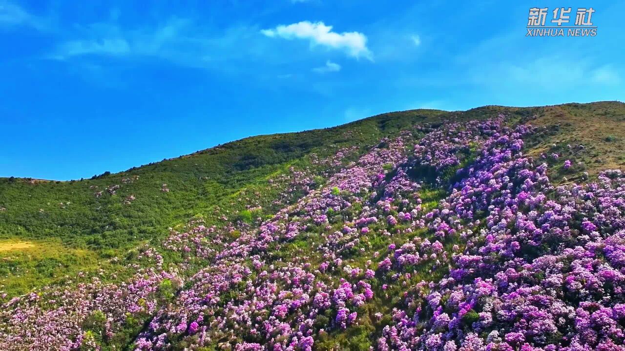 千城胜景|云南巧家:野生杜鹃花开遍山野