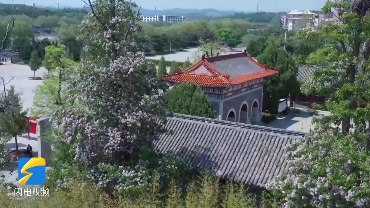 畅游齐鲁|栖霞:楸树开花惹人醉