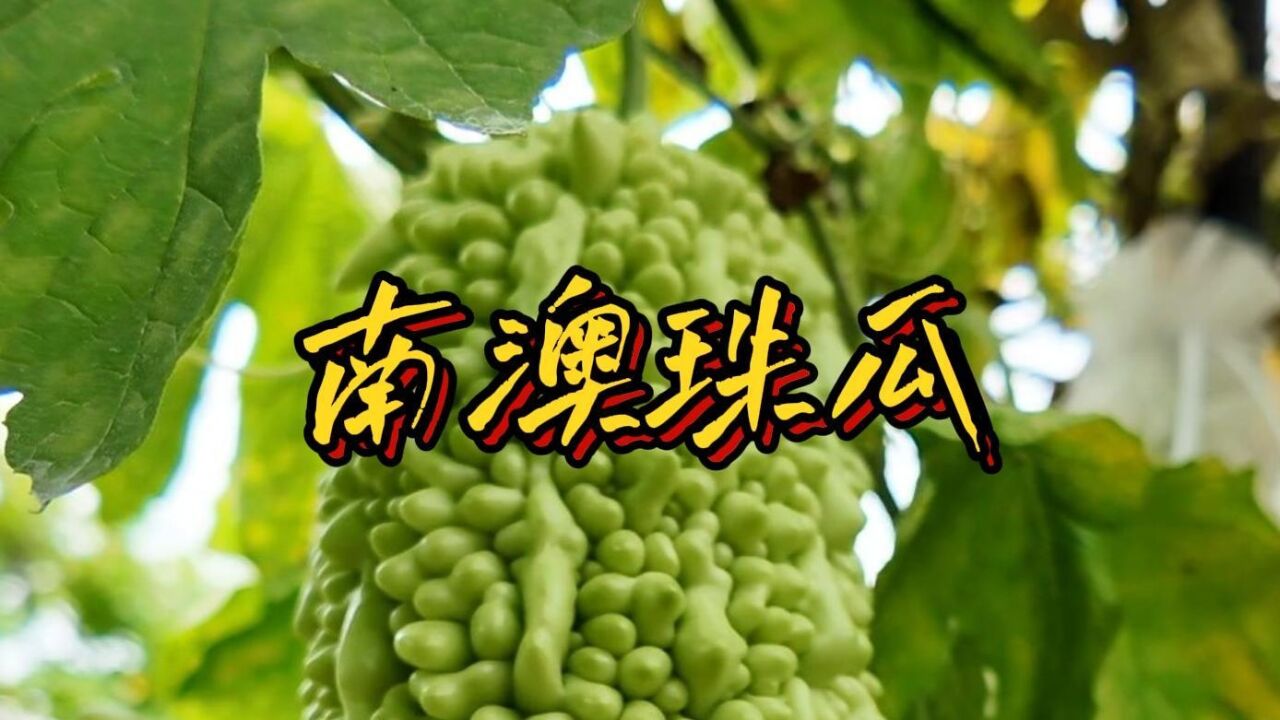 苦瓜刺身?苦瓜茶?苦瓜酒?吃苦得看汕头南澳人!