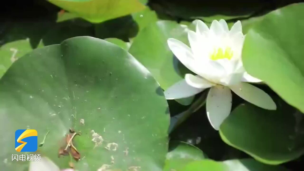 东营市河口区:悠悠长夏日 藏在花丛里