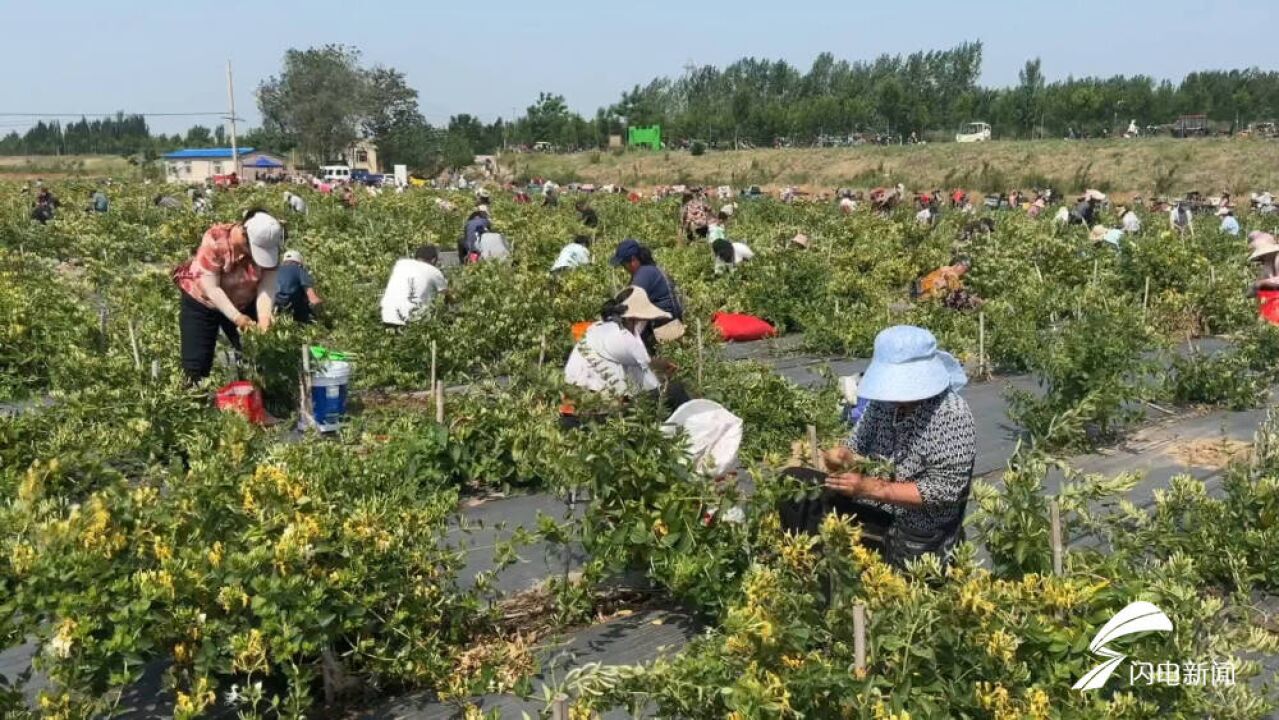 德州岔河两岸金银花开 700余亩金银花迎来采摘季