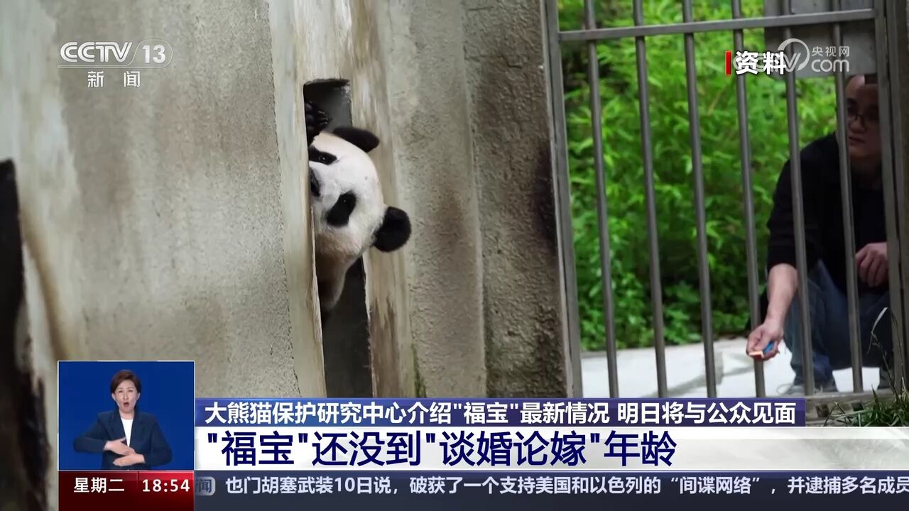 大熊猫保护研究中心介绍“福宝”最新情况 明日将与公众见面