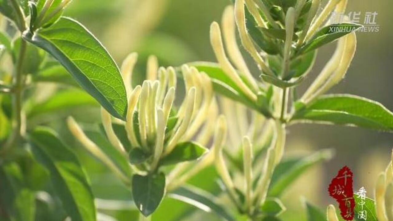 千城百县看中国|河北广宗:金银花开富农家