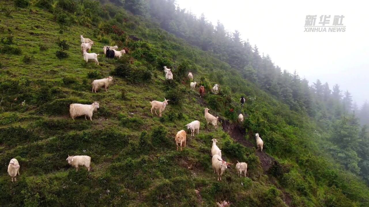 青海大通:高山牧场绿草如茵 羊群漫步