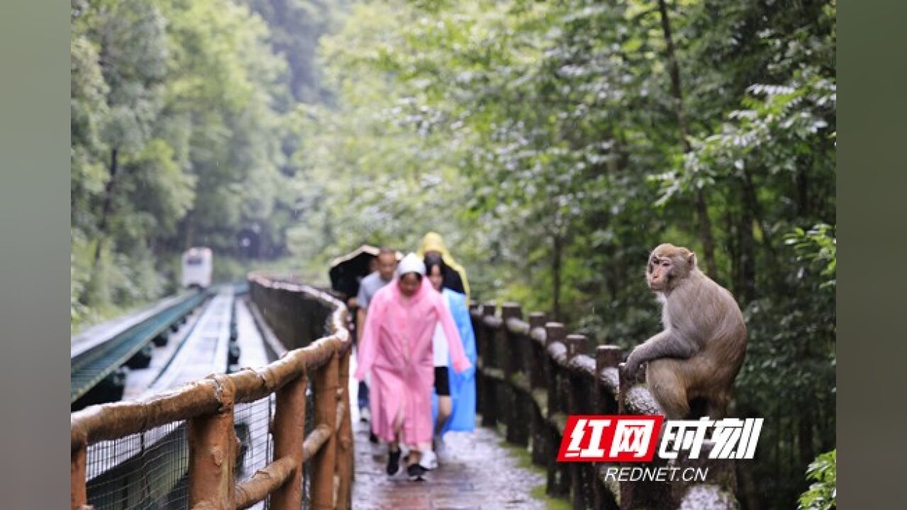 张家界国家森林公园:徜徉十里画廊 享受清新之旅(组图)