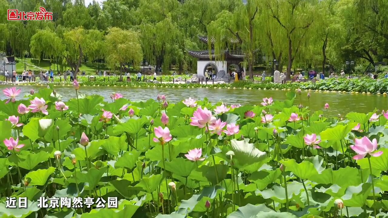 在北京陶然亭公园里藏着小江南荷花